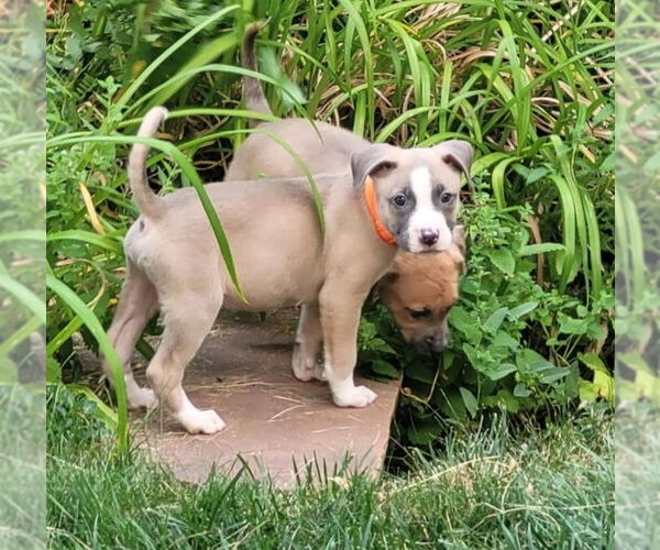 Medium Photo #7 Borador Puppy For Sale in Lakewood, CO, USA