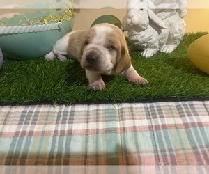 Basset Hound Puppy for sale in BAXTER, KY, USA