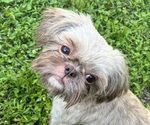 Small Photo #1 Shih Tzu Puppy For Sale in NEW BOSTON, TX, USA