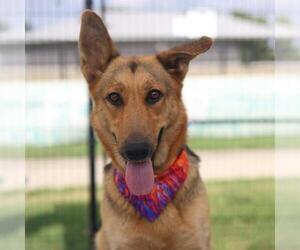 German Shepherd Dog-Unknown Mix Dogs for adoption in San Antonio, TX, USA