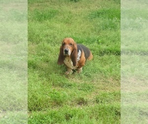 Father of the Basset Hound puppies born on 07/03/2023