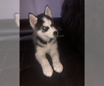 Small Photo #5 Siberian Husky Puppy For Sale in YUCAIPA, CA, USA