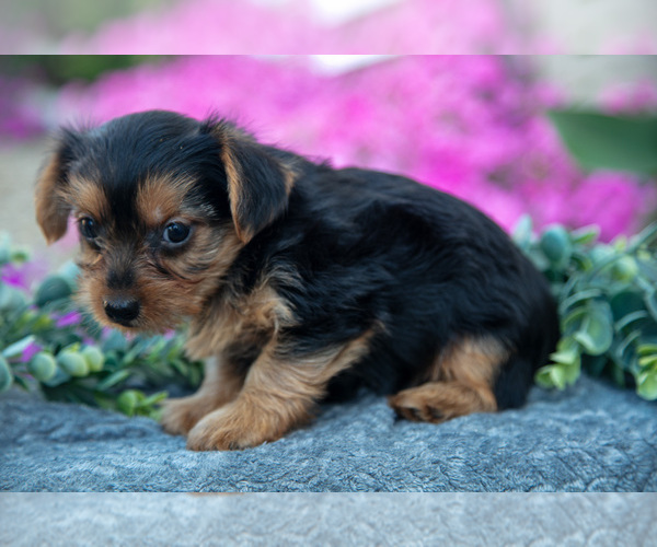 Medium Photo #10 YorkiePoo Puppy For Sale in FRESNO, OH, USA