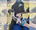 Small #7 American Pit Bull Terrier-Great Dane Mix