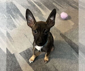 Chihuahua-Unknown Mix Dogs for adoption in Brooklyn Center, MN, USA