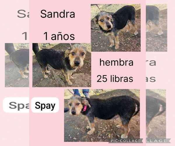 Medium Photo #2 Chihuahua-Unknown Mix Puppy For Sale in Virginia Beach, VA, USA