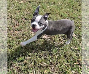 Boston Terrier Puppy for sale in LAKELAND, FL, USA