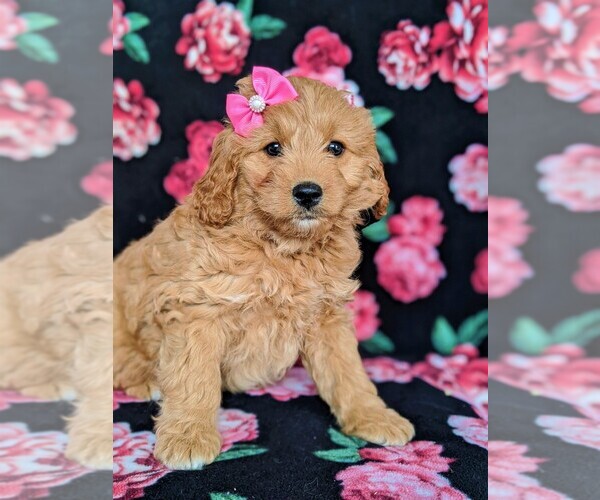 Medium Photo #3 Goldendoodle Puppy For Sale in QUARRYVILLE, PA, USA