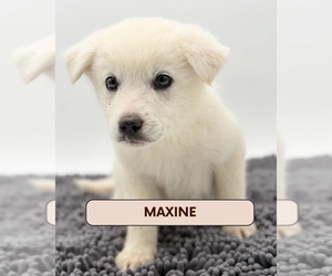 Great Pyrenees-Unknown Mix Dogs for adoption in Brooklyn, NY, USA