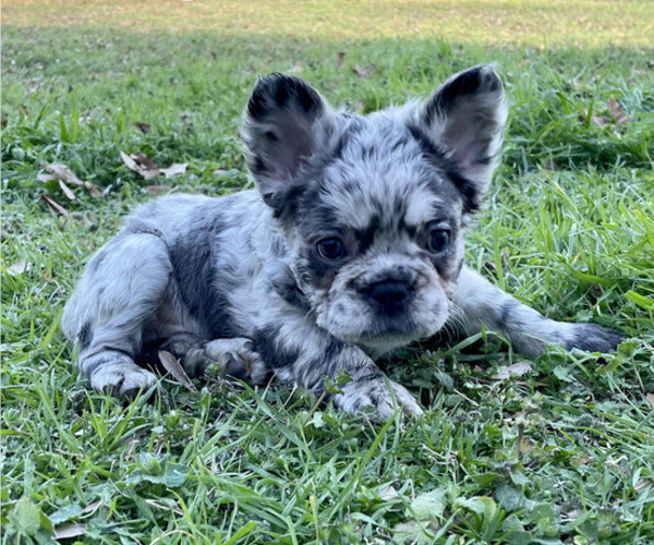 Medium Photo #1 French Bulldog Puppy For Sale in SAND SPRINGS, OK, USA