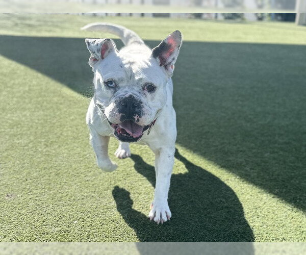 Medium Photo #3 Bulldog-Unknown Mix Puppy For Sale in Martinez, CA, USA