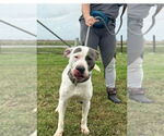 Small #5 American Staffordshire Terrier Mix