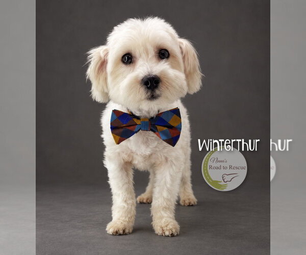 Medium Photo #2 Maltese Puppy For Sale in Benton, LA, USA