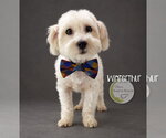 Small Photo #2 Maltese Puppy For Sale in Benton, LA, USA