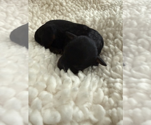 Medium Photo #5 Aussie-Poo-Bernedoodle Mix Puppy For Sale in LEXINGTON, SC, USA