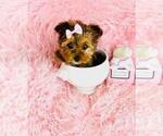 Small #20 Yorkshire Terrier