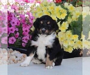 Miniature Australian Shepherd Puppy for sale in OXFORD, PA, USA