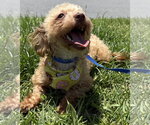 Small Shih-Poo