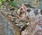 Small #7 French Bulldog