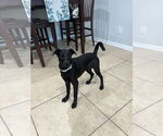 Small #4 Labrador Retriever Mix
