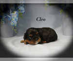 Small #4 Cavalier King Charles Spaniel