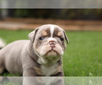 Small Photo #5 Olde English Bulldogge Puppy For Sale in MANSFIELD, GA, USA