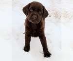 Small Photo #13 Labrador Retriever Puppy For Sale in FOUNTAIN, CO, USA