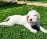 Puppy Ispin English Setter