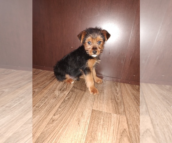 Medium Photo #8 Yorkshire Terrier Puppy For Sale in LAPEER, MI, USA