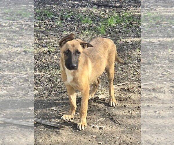 Medium Photo #5 Mutt Puppy For Sale in Oakhurst, NJ, USA