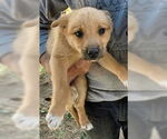Small German Shepherd Dog Mix