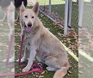 Gerberian Shepsky Dogs for adoption in Downey, CA, USA