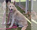 Small Gerberian Shepsky