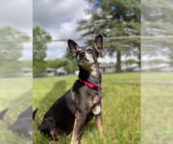 Medium Photo #4 Chihuahua-Unknown Mix Puppy For Sale in Clarkston, MI, USA