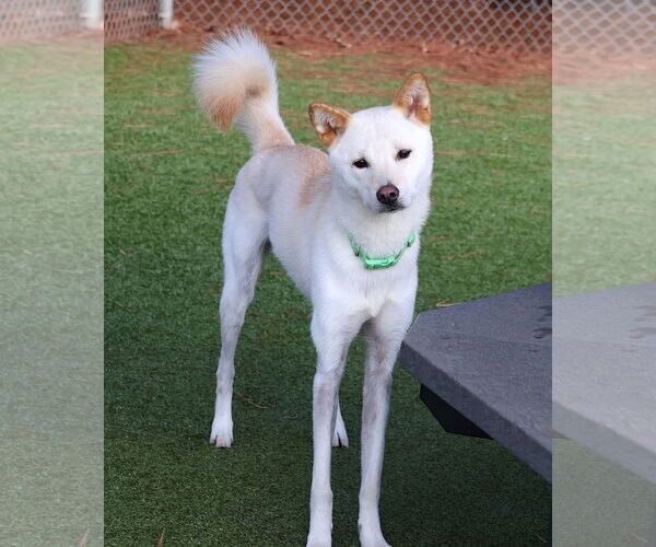 Medium Photo #1 Mutt Puppy For Sale in Rockaway, NJ, USA