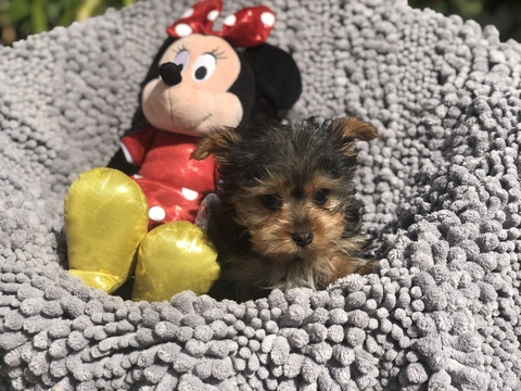 Medium Photo #2 Yorkshire Terrier Puppy For Sale in LOS ANGELES, CA, USA