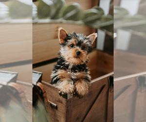 Yorkshire Terrier Puppy for sale in BOILING SPRINGS, SC, USA