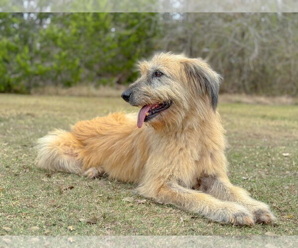 Medium Photo #5 Unknown-Wheaten Terrier Mix Puppy For Sale in PIPE CREEK, TX, USA