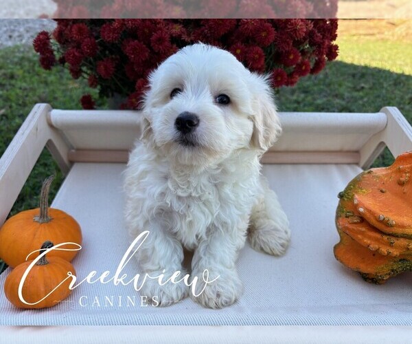 Medium Photo #2 Havachon Puppy For Sale in NIANGUA, MO, USA