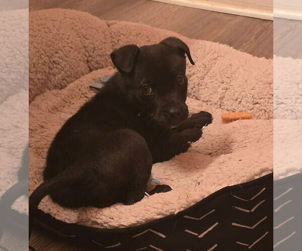 Medium Photo #3 Boston Terrier-Labrador Retriever Mix Puppy For Sale in Oakhurst, NJ, USA