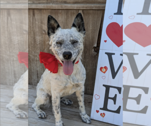 Mutt Dogs for adoption in Fresno, CA, USA