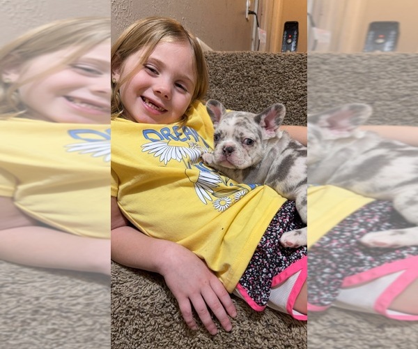 Medium Photo #15 French Bulldog Puppy For Sale in EAST LIVERPOOL, OH, USA