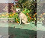 Small #1 Chihuahua-Labrador Retriever Mix