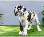Small Photo #17 Great Dane Puppy For Sale in WAKARUSA, IN, USA