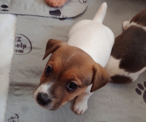 Jack Russell Terrier Dog for Adoption in LIVE OAK, Florida USA