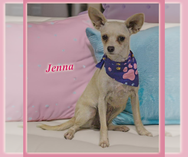 Medium Photo #1 Chihuahua-Unknown Mix Puppy For Sale in Cranston, RI, USA
