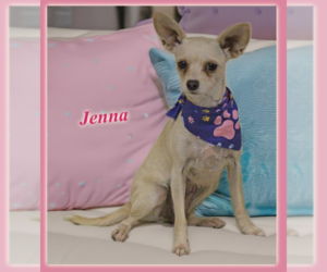 Chihuahua-Unknown Mix Dogs for adoption in Cranston, RI, USA