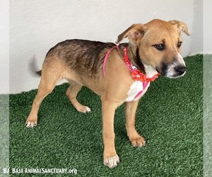 Chloe - Female Mutt Dog for Adoption - Photo #2