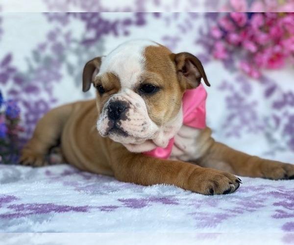 Medium Photo #6 English Bulldog Puppy For Sale in HONEY BROOK, PA, USA