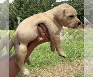 Labrador Retriever Puppy for sale in OSYKA, MS, USA